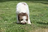 LAGOTTO CAVAGE 006